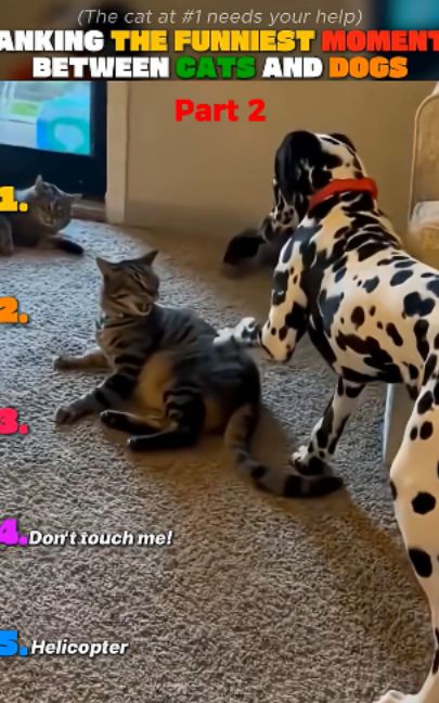 Ranking the funniest cats & dogs 😂🐱🐶 part2  #funnycats #funnydogs #catsoftiktok #dogsoftiktok #cats #dogs #funnyanimals #fyp