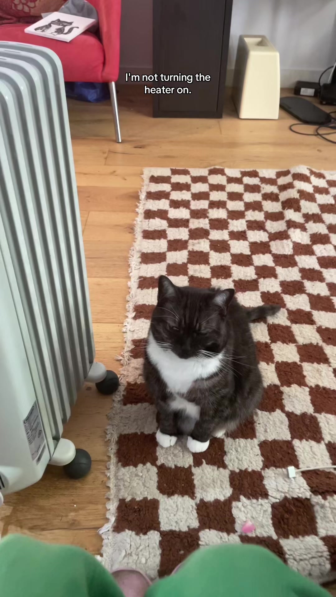 Reverse psychology #cattok #catsoftiktok #grumpycat #rescuecat #cats 
