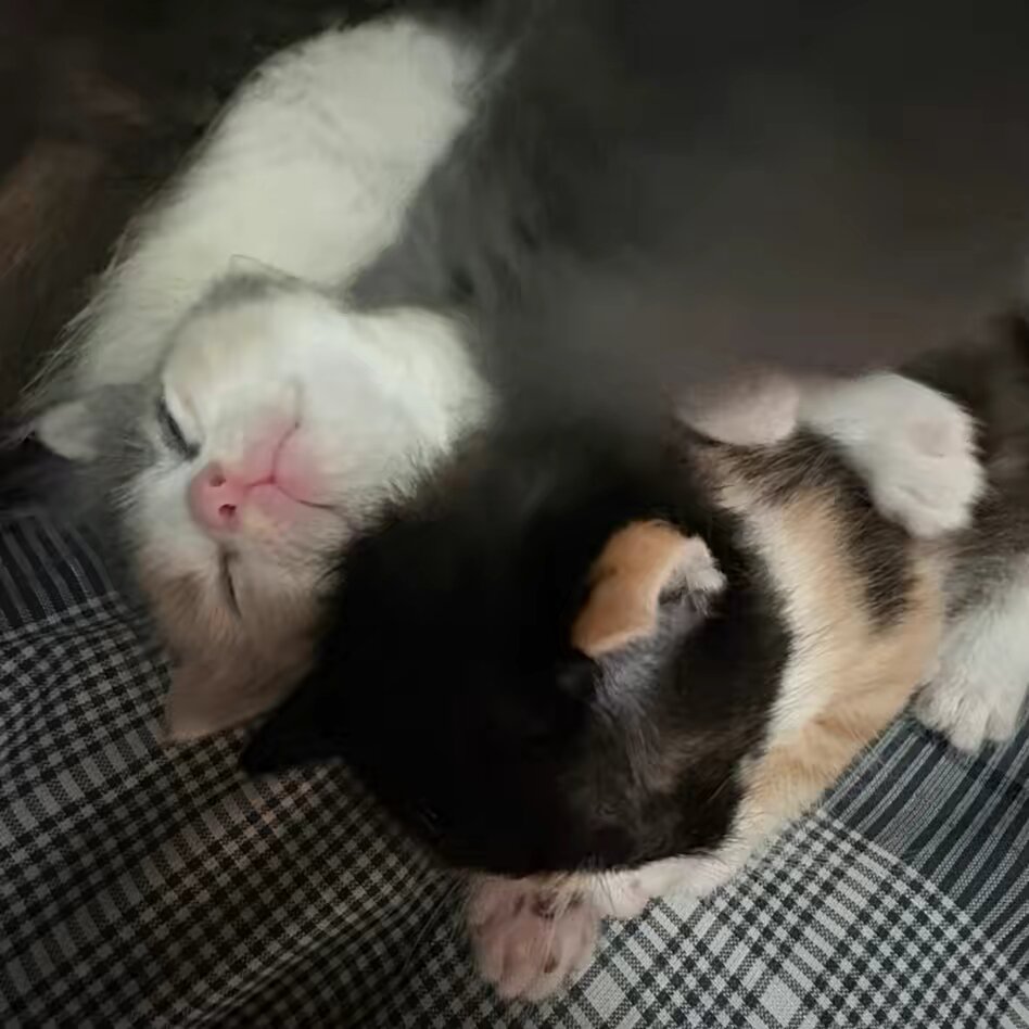 jellybean.cat