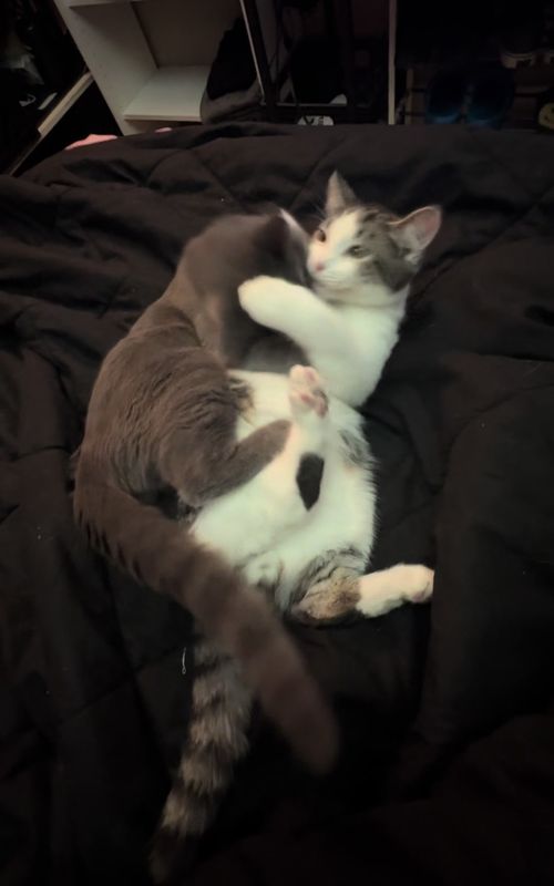 <333  #kittensoftiktok #cute #kittens #catsoftiktok #fypシ゚viral 