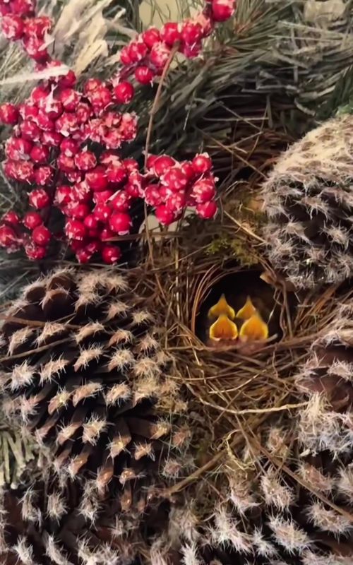 A Strange Bird's Nest  #animals #bird #nest #funny #fpy