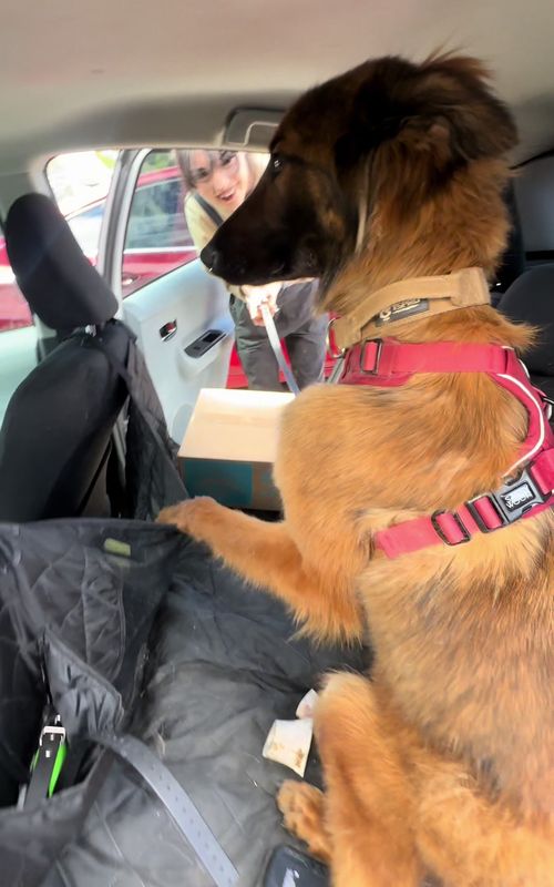 Well, that’s a first 😂 this little German shepherd really thought this was her car, meanwhile my dog is sitting in the parking lot so confused. She was really about to just come home with a stranger 😂 @Flaca_garcia #germanshepherd #puppies #cutepuppies #funnydogs #creatorsearchinsights among us pets 