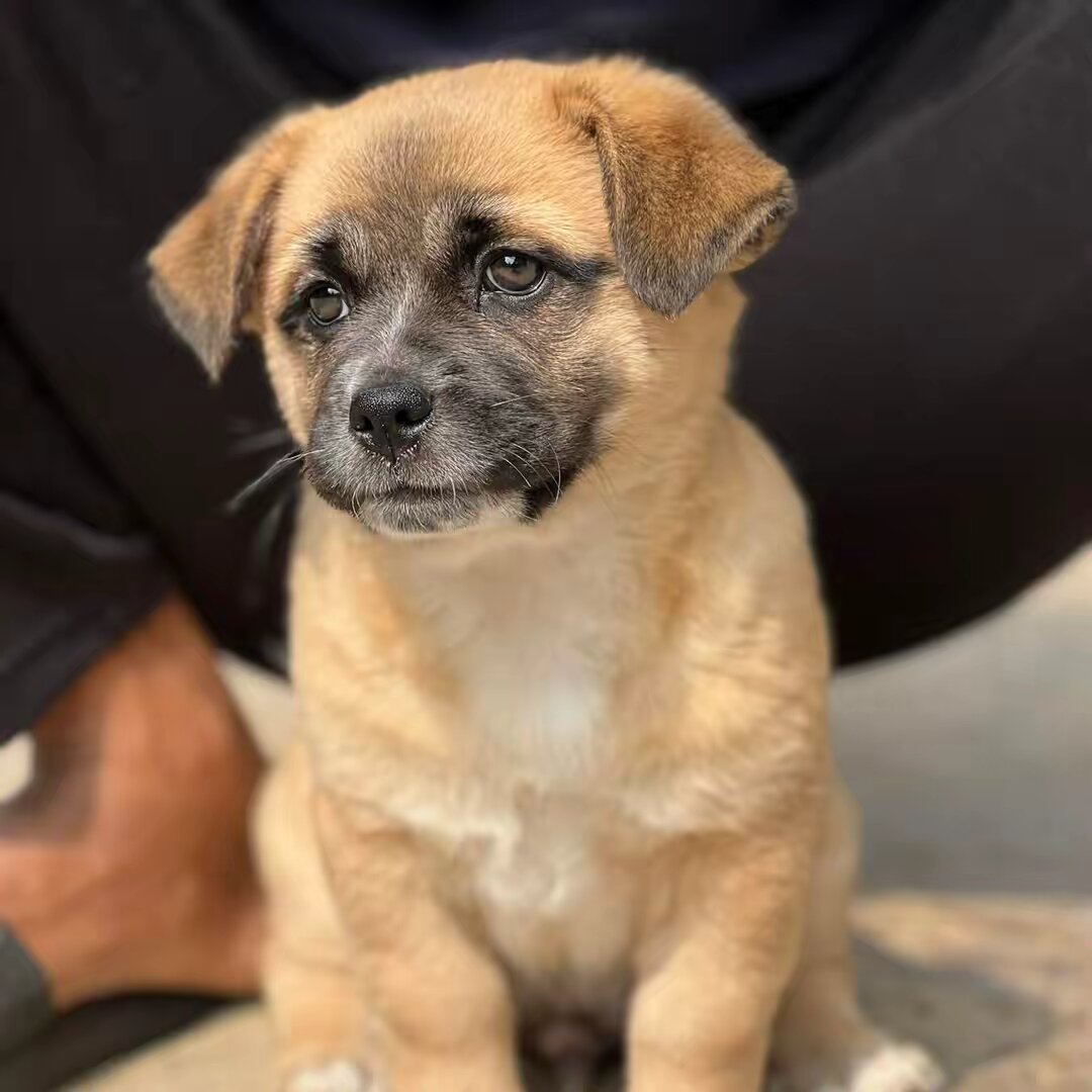 Chintu