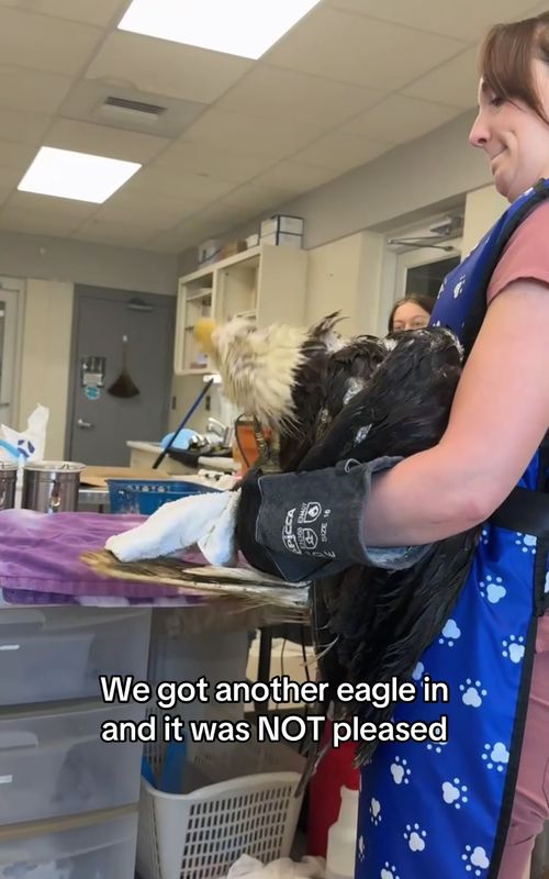 Eagle 🦅 #funny #fyp #funnyvideo #animal 