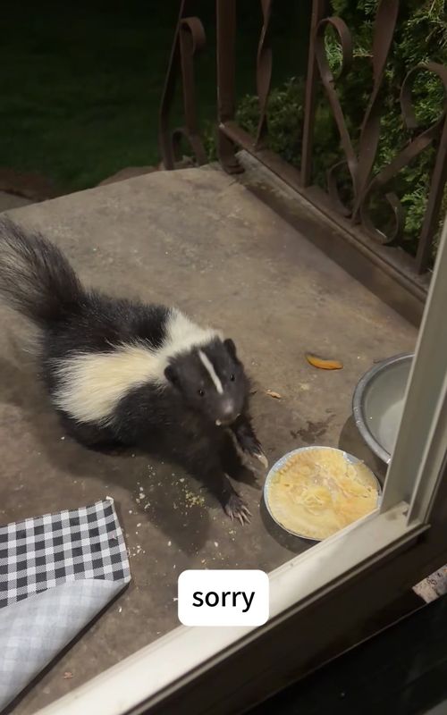 adorable skunk moments #skunk #cuteanimals #funnyanimals #funnymoments #usa🇺🇸 