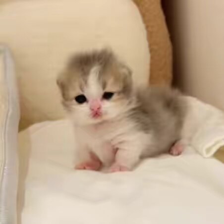Kittybaby 🐱