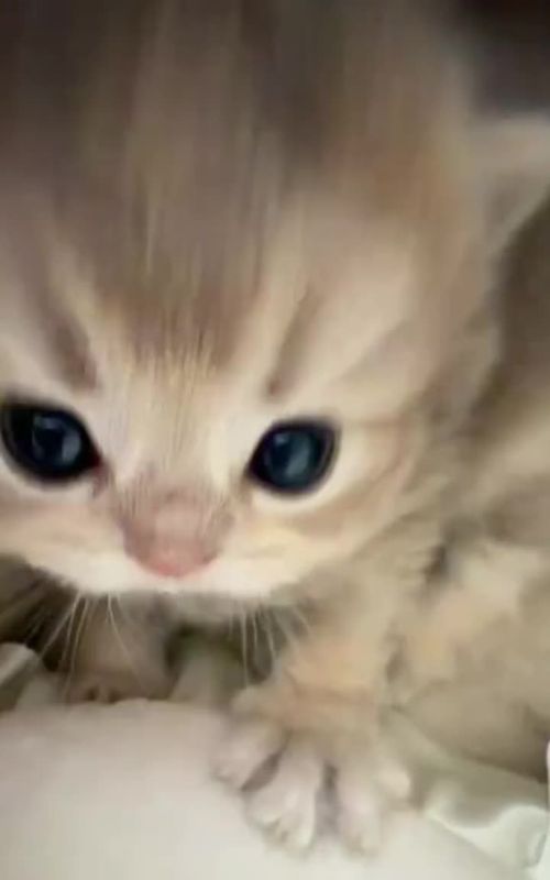 so cute!#cat #kitty #catsoftiktok #cute #fyp 