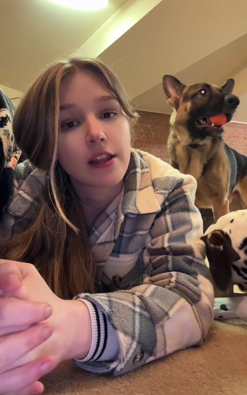 When you have a German shepherd. 🐶 🤣 #dog #dogsoftiktok #funny #usa🇺🇸 #tiktok 