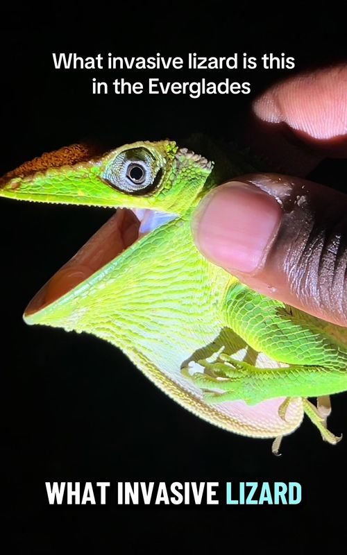 Most people get this wrong, can you guess what lizard this is ? #biologist #invasivespecies #lizards #reptiles #quiz 