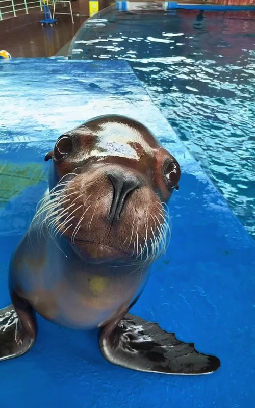 Cute but useless 🦭🫙🪣#sealion #funnyanimals #reggie 