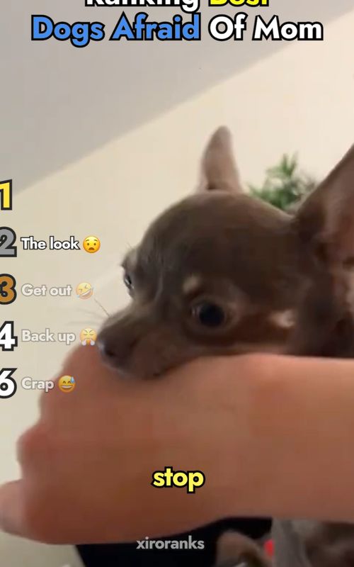 Ranking Best Dogs Afraid Of Mom #viral #funny #animals 