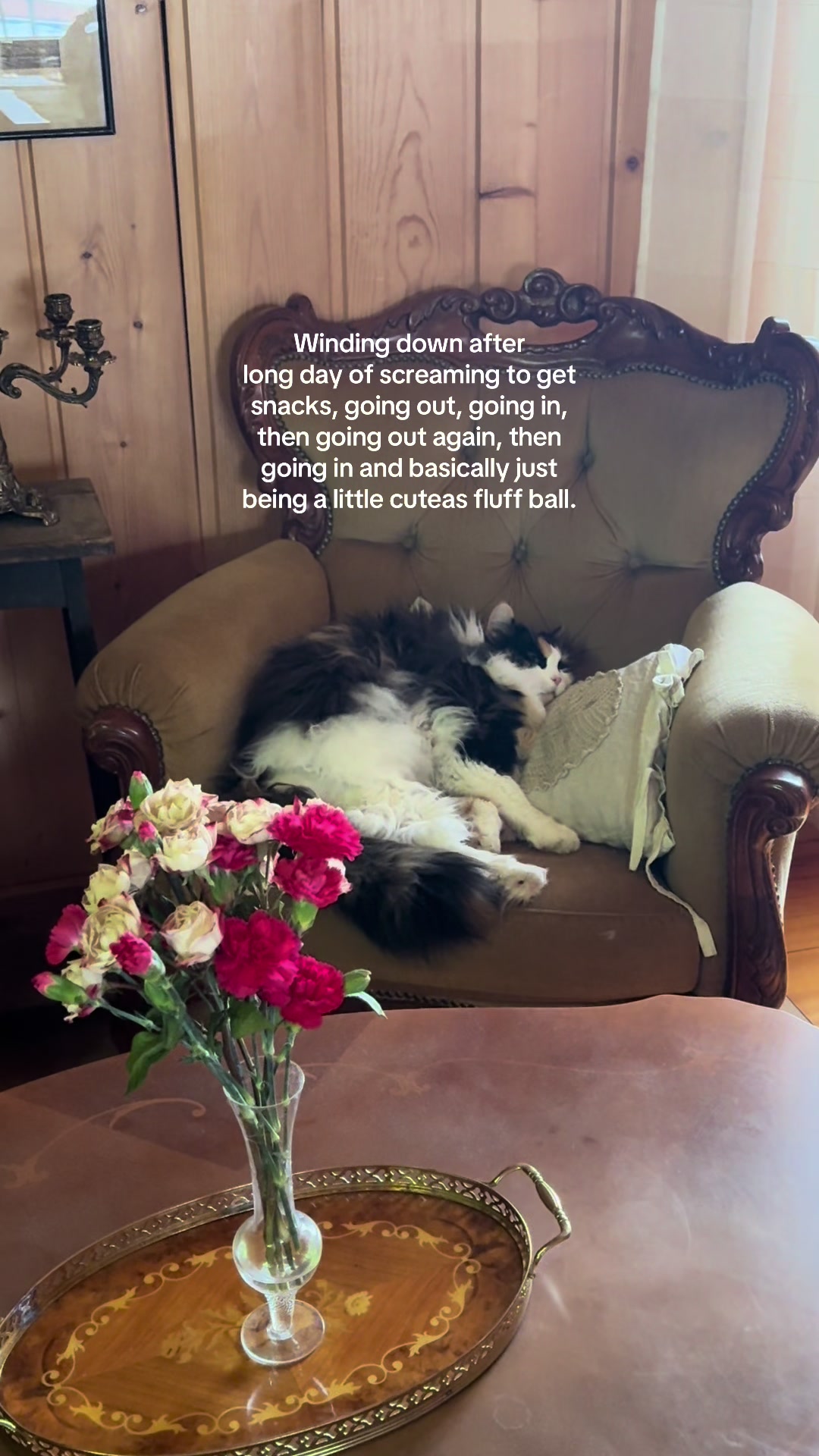 And mom didn't even have the good snacks 😅 #cutecat #cattok #catsoftiktok 