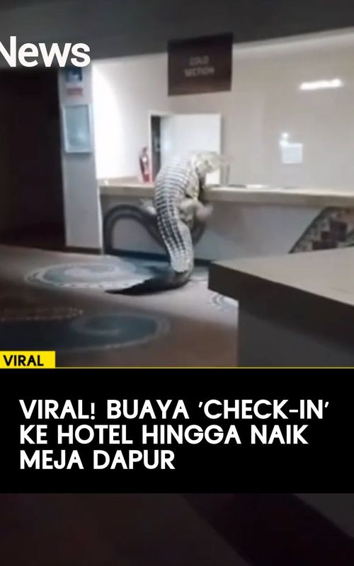 Seekor buaya Nil raksasa sepanjang hampir 4 meter menghebohkan tamu dan staf di Hotel A'Zambezi River Lodge, Zimbabwe, setelah nekat masuk ke area dapur pada Jumat (24/4/26). Buaya Nil adalah salah satu predator paling berbahaya di alam liar, asal Afrika. Predator raksasa ini berasal dari Sungai Zambezi yang melintas di 5 negara hingga Samudra Hindia.  Buaya ini tertangkap kamera berkeliaran di lobi, ia mencoba memanjat meja resepsionis, hingga naik ke meja dapur restoran.  Petugas akhirnya berhasil mengevakuasi hewan tersebut tanpa insiden lanjutan. Meski sempat menegangkan, kejadian ini juga menuai reaksi beragam dan unik di media sosial. #Viral #BuayaNil #Zimbabwe #BeritaHariIni #iNews