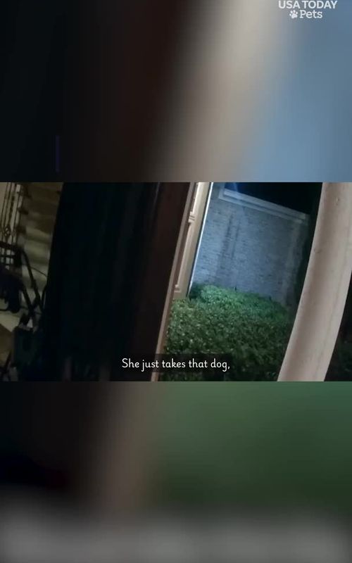 "You're such a good boy. Grandma loves you." Watch the moment a loyal dog leads deputies to his injured grandma. #usatodaypets