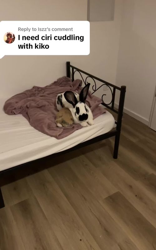 Replying to @Iszz  #animallovers #petlover #bunny #rabbitsoftiktok #fyp 