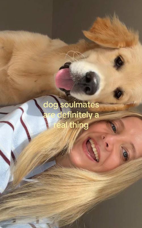 what even was life before him ??? 🥹⭐️ #goldenretrieverpuppy #puppylife #puppylove #cutepuppyvideos #goldenretriever 