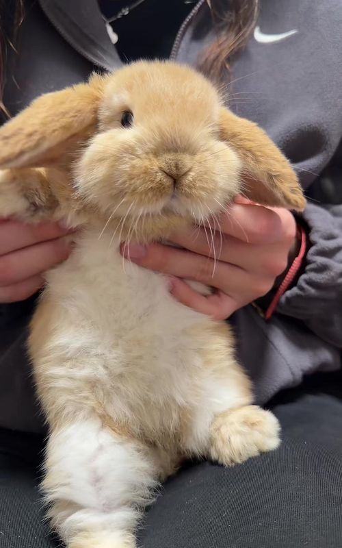 Dance with Lola 🧑‍🩰pt1#cute #PetsOfTikTok #bunny #bunniesoftiktok #pet 