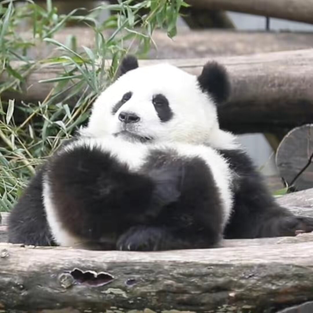 Panda funny cute 123