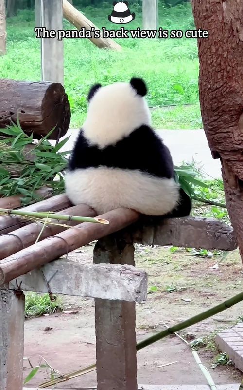 The panda's back view is so cute.#panda #pandasoftiktok #cuteanimals #zoo #funnyanimals 