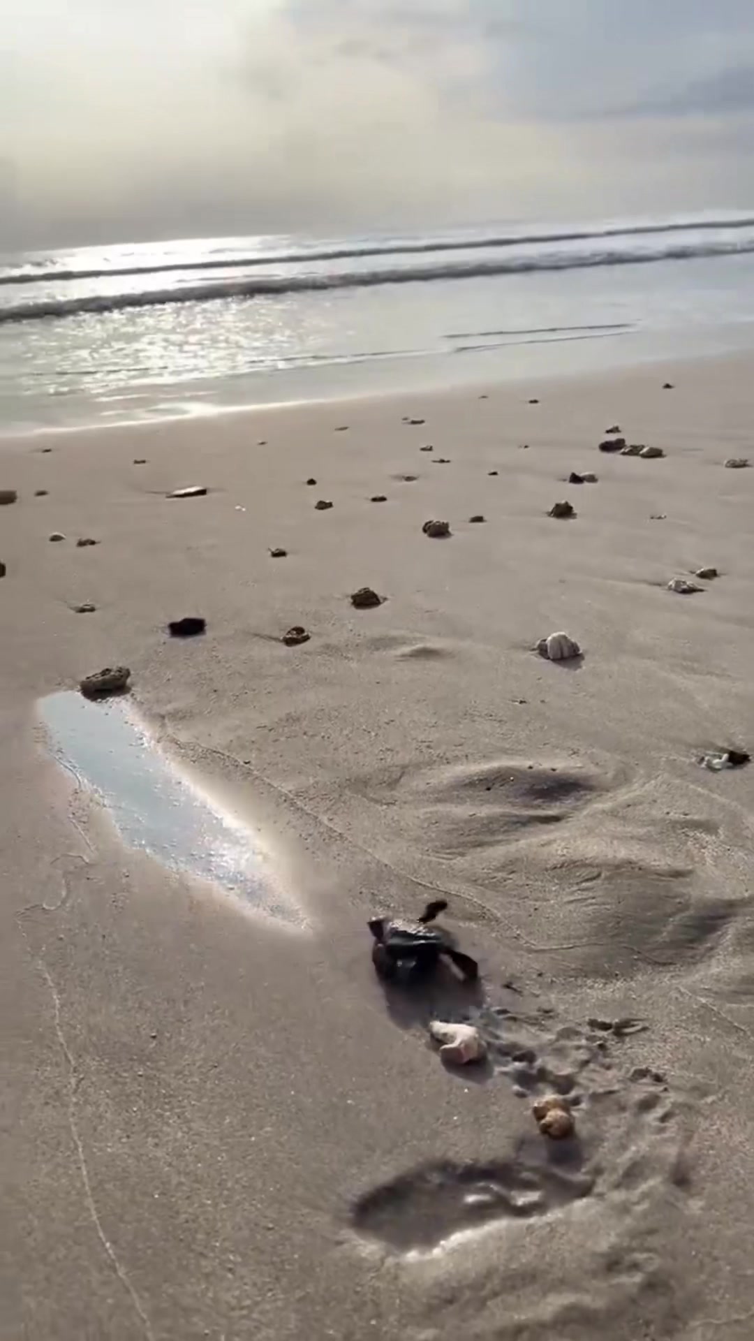 Baby sea turtle release 🥺 @Bali Sea Turtle Society (BSTS) 2nd release for 2023 of this endangered species. 180 baby turtles hatched at the conservation and released all together on the same day at sunset. #conservation  #seaturtleconservation  #bali #fyp