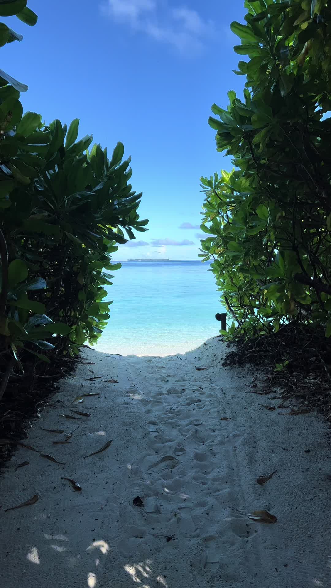 🏝️ #fyp#Maldivas#maldives#Visitmaldives#island#islandlife#bucketlist#ocean#villa#view#trending#foryoupage#viral#tiktoktravel#vacation#fypシ 
