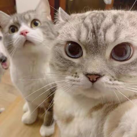 GigglePaws