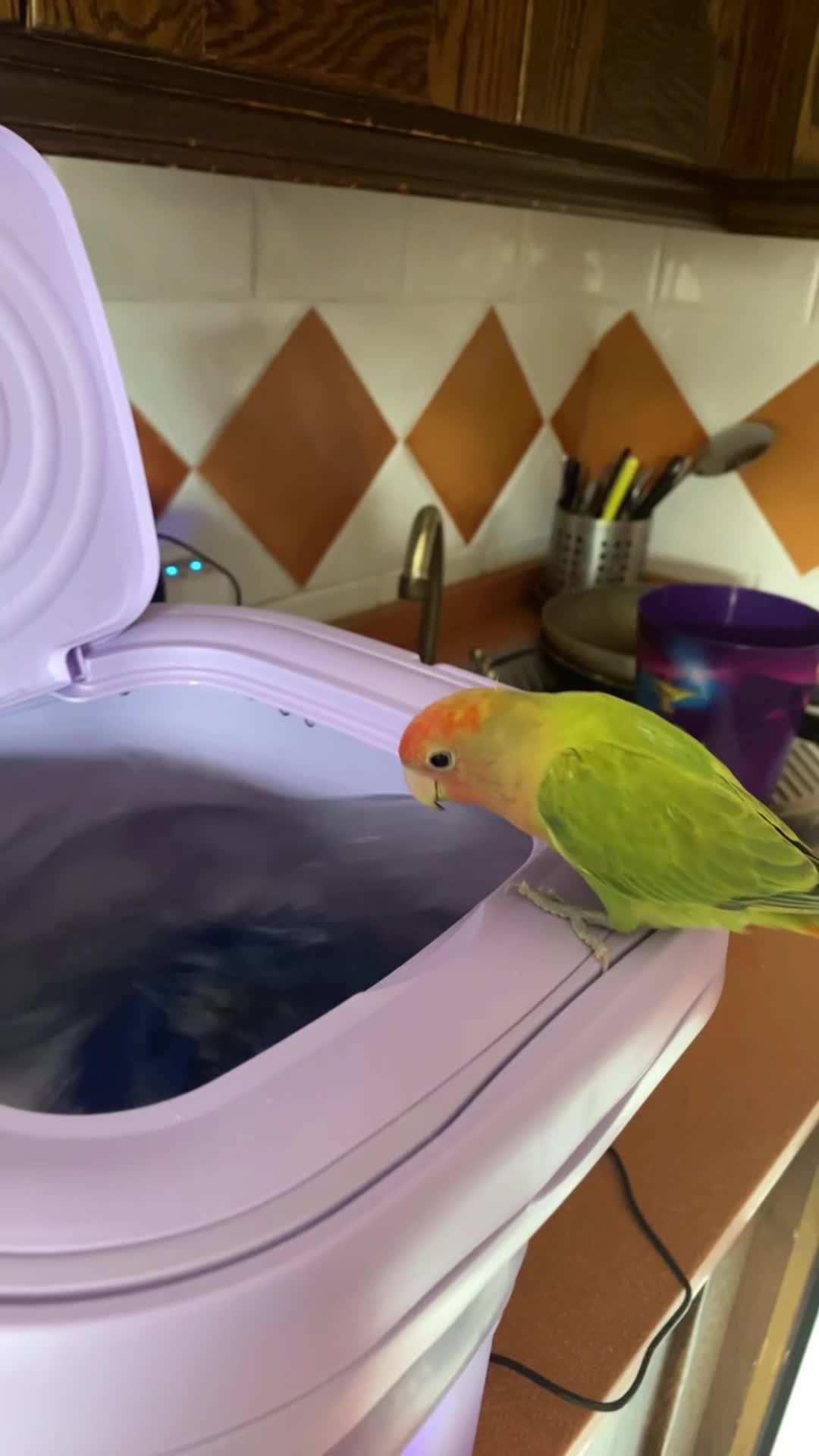 Move aside, it’s my spa time, people!!!🦜🦜#funnyvideos #pets #funnyanimal #fyp #funnymoments #funnyy #foryoupage #parrot 