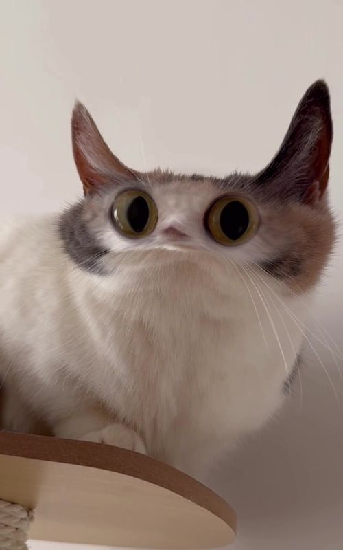 meep#meepcat #kitten #meme #cat 
