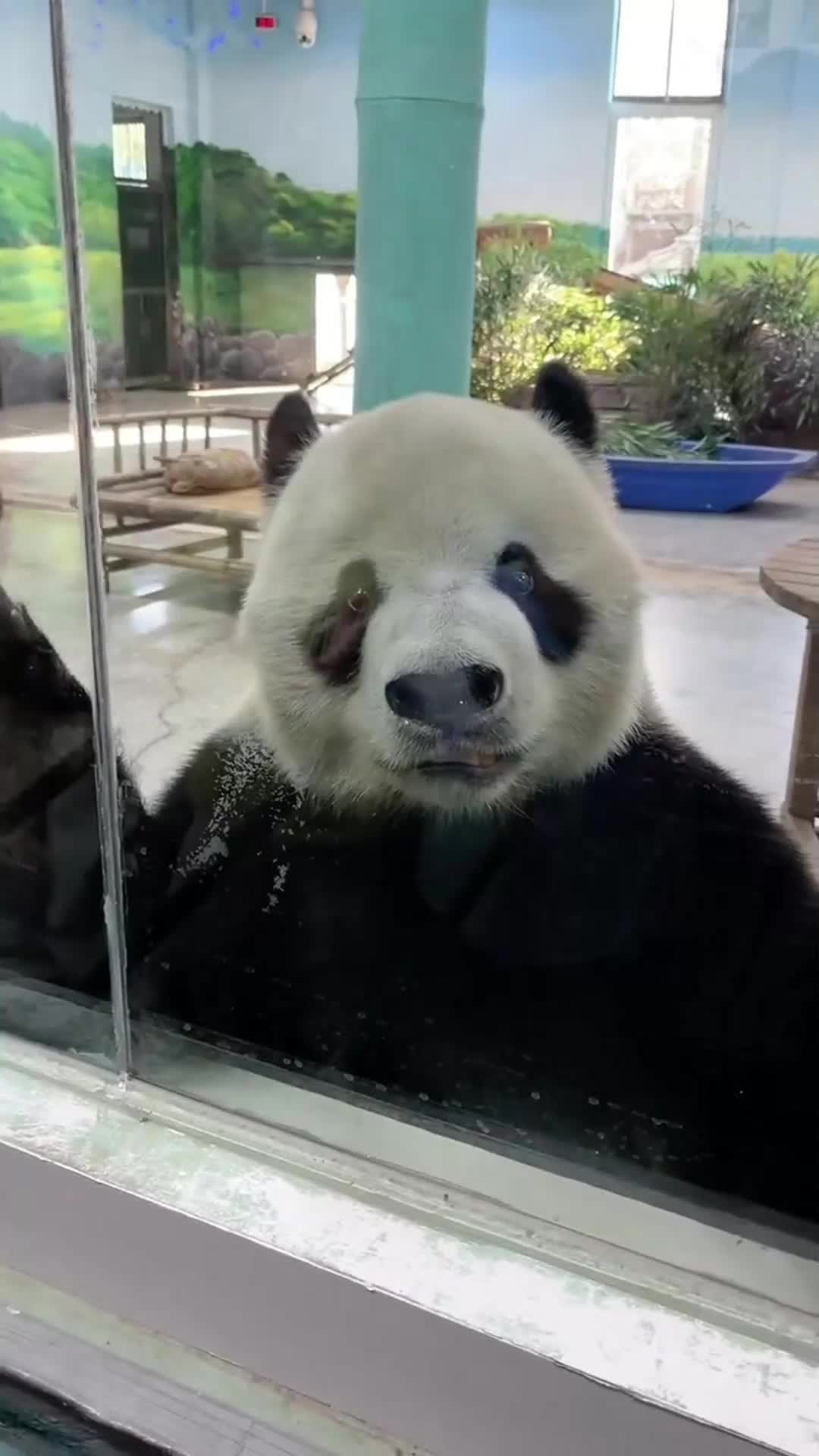 Panda core🤣😂#panda #pandas #panda🐼 #fyp #fypシ #fypage 