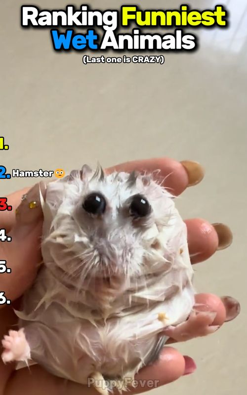 Ranking Funniest Wet Animals #ranking #animals #funnyanimals #wetdog #hamster #owl #dog #chinchilla #chicken #animalsoftiktok