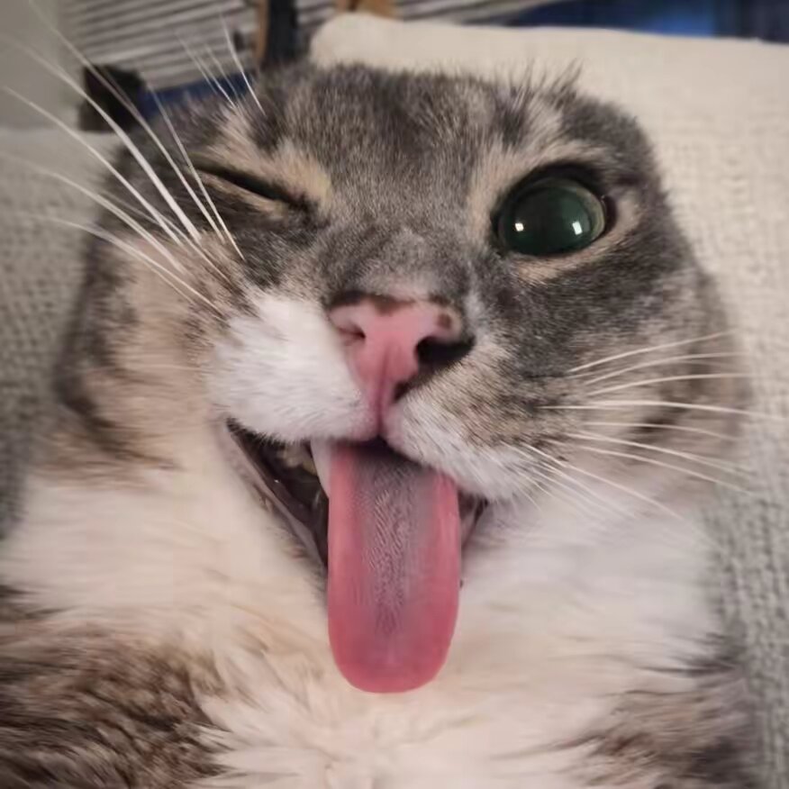 luxclipos