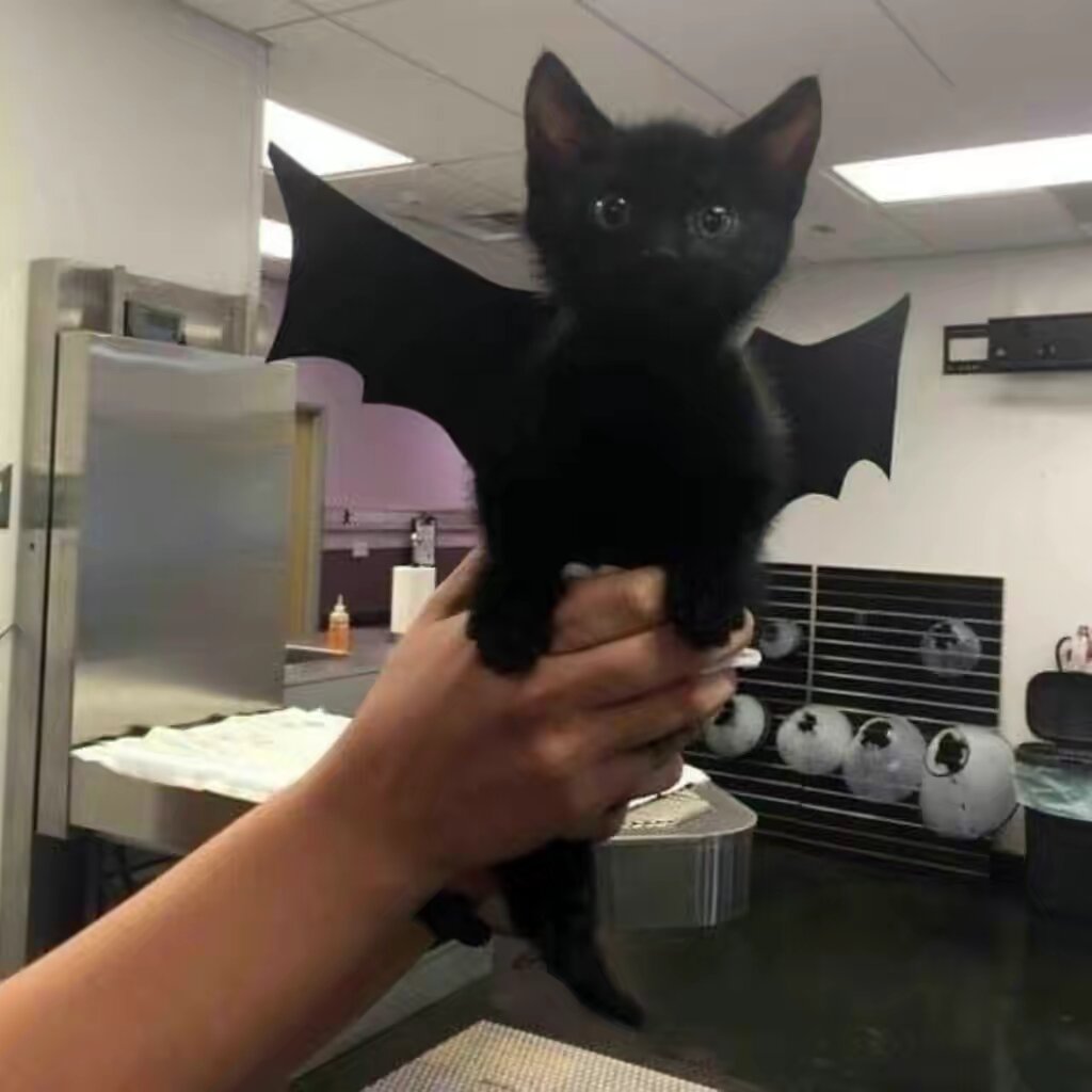 goobercat42