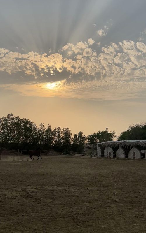 #fyp #explore #fyppppppppppppppppppppppp #horse 
