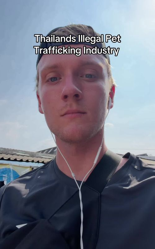 I investigated Thailands illegal pet trade industry #travel #adventure #backpacking 