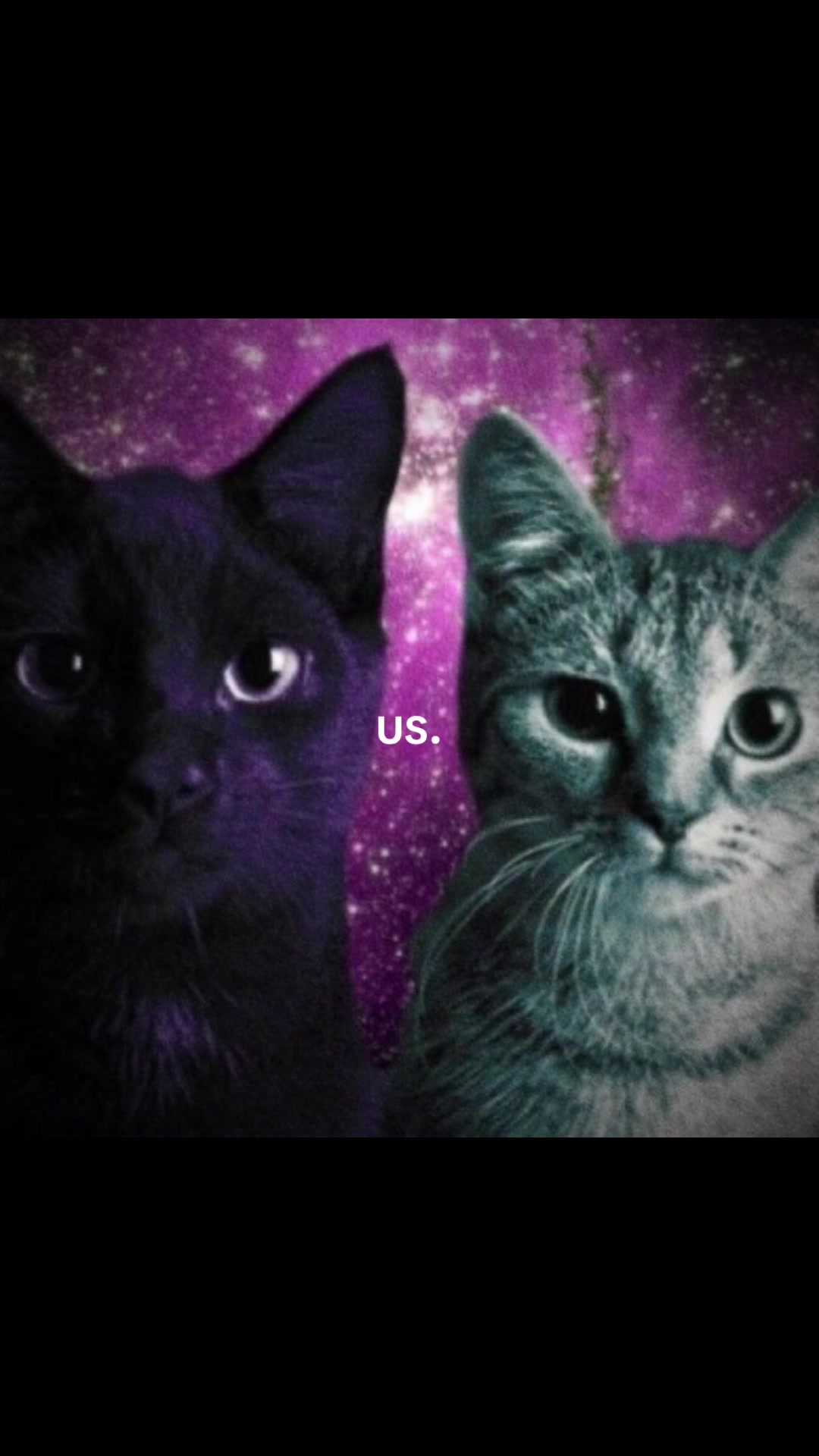 #fyp #fy #us #cats #kitty 