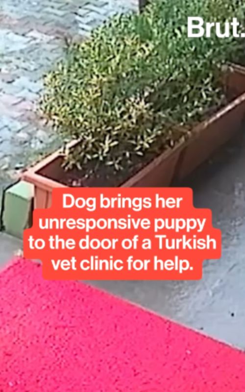 In 2025, a Turkish vet clinic posted footage of a dog bringing her unconscious puppy to their door for help after she had seen members of the community bringing her other puppy there. #Dog #Puppy #Vet #Rescue #Inspirational