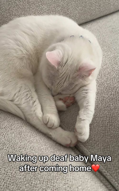 Home is where my Maya is💖 #fyp #foryoupage #catmom #catlover #cattok 