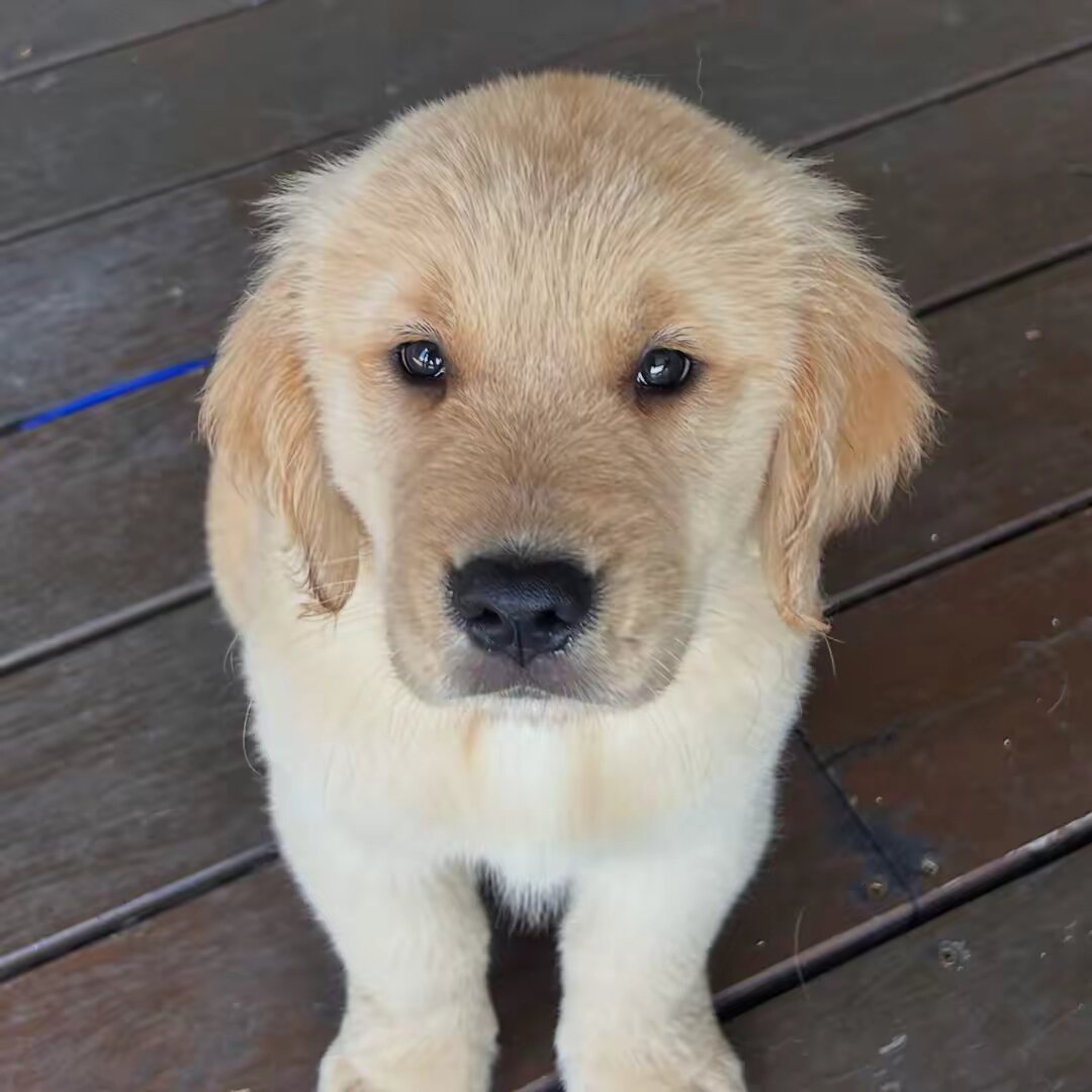 Dewi The Golden🐾