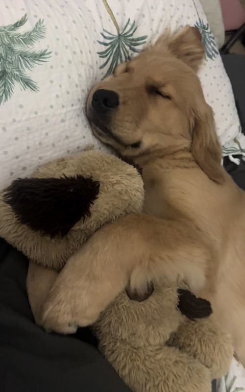 I love dad but his night shifts are THE BEST! 😴  #puppy #fyp #goldenretriever #puppylove #goldenretrieverpuppy 