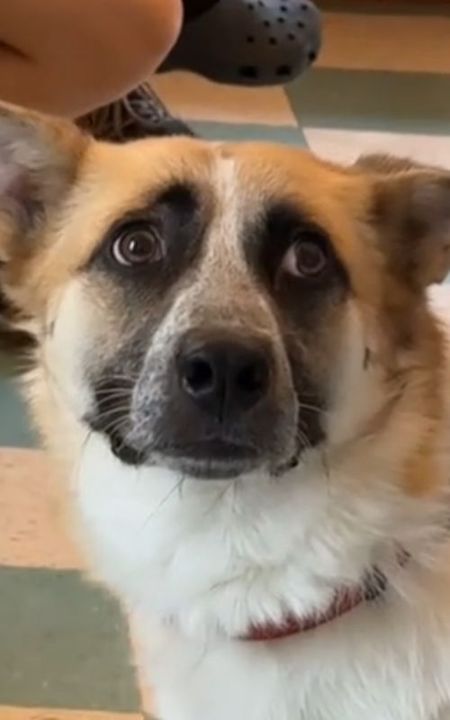 DOGS VS CATS ARE TOO FUNNY😹🐶😂#fyp #funnyanimals #laugh 