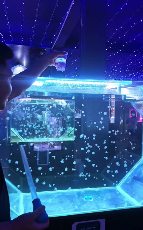 CHUYỂN NHÀ CHO CÁC BÉ SỨA PHÁT TRIỂN 🪼🪼🪼  #viettri #thuycung #jellyfisaquarium #phutho #jellyfish 
