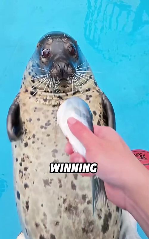Sea Seal Scared Tourists — Then Got Scared by a Human! 😂#animals #funny #foryou  #fyp  #seal 
