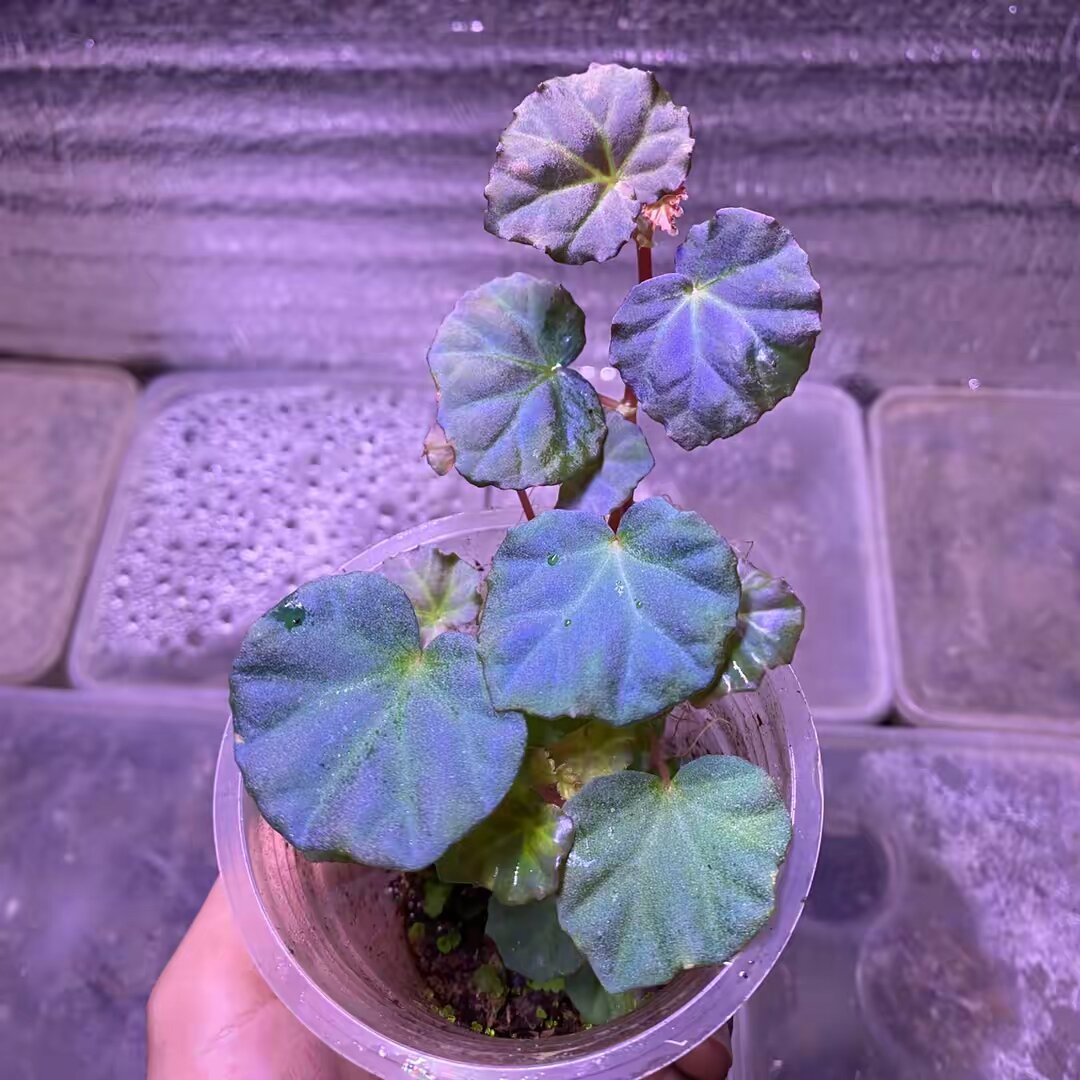 thedaonanborneo