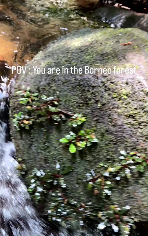 no stress, 100% peace! #bucephalandra #aquariumhobby #aquascapeindonesia #jungleplants #paludarium 