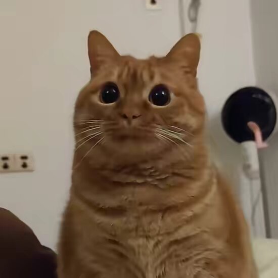 Fatcutecat🐱