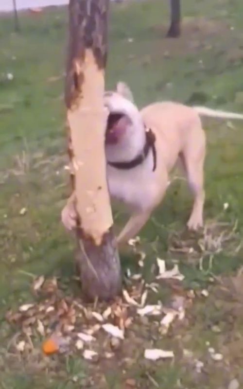 🤣🤣#dogsoftiktok #catsoftiktok #PetsOfTikTok #voiceover #funny 