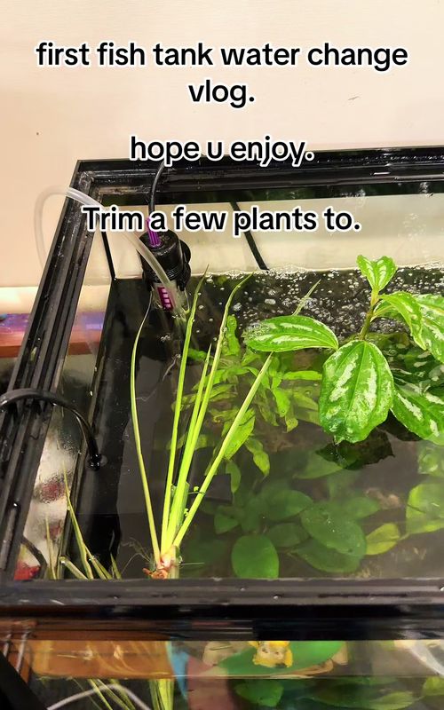#fish tank cleaning #tropicalfish #aquariumlife 