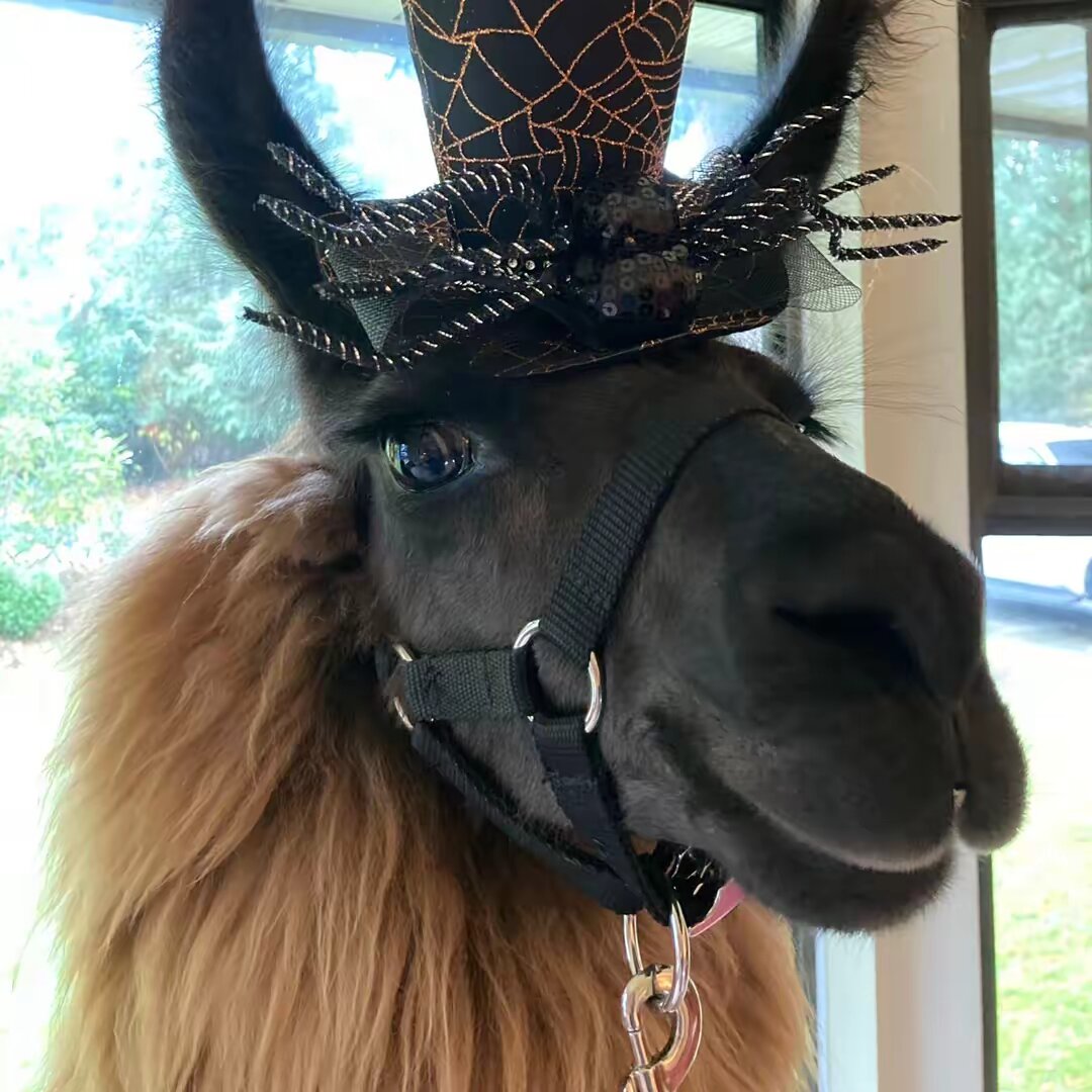 The Llama Company
