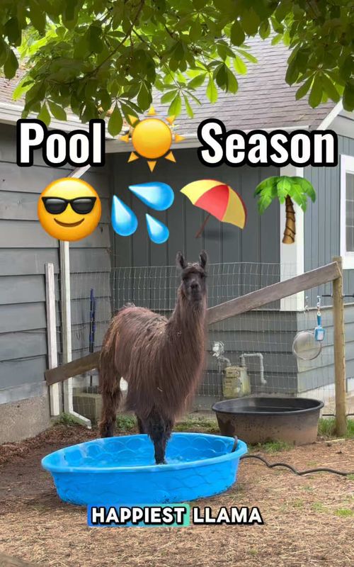 Georgie has ONE goal in life… and it’s not the farm 😂#llamatok #funnyanimals #farmlife #poolparty #thellamacompany 