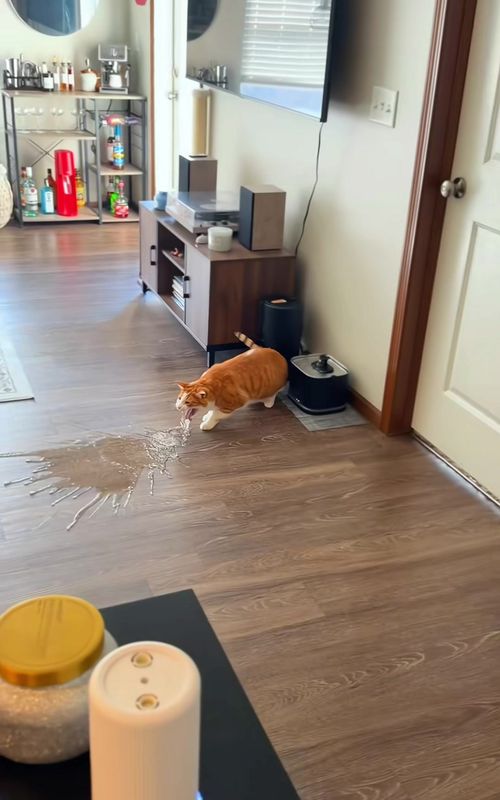 #fyp #catsoftiktok #cutecat #catlover 
